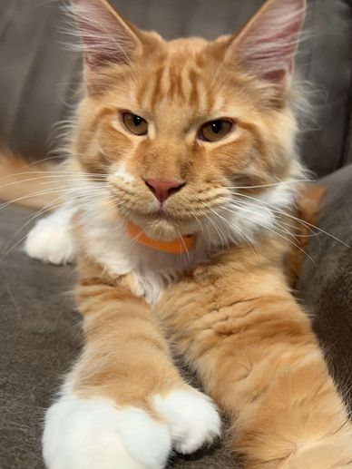 Maine Coon cat full-length portrait – Dashing Coons cattery Ballwin, Missouri