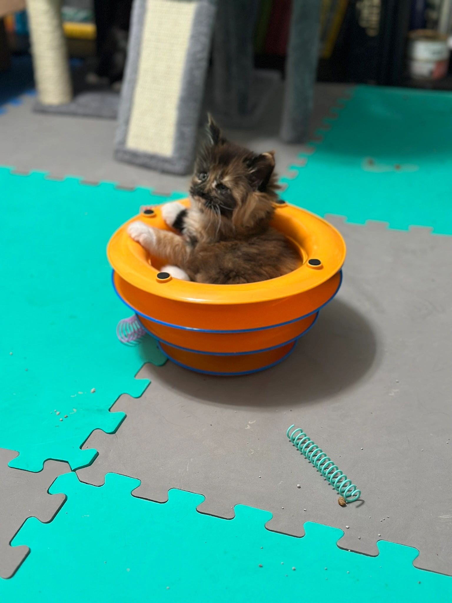 Maine Coon kitten portrait – Dashing Coons TICA-registered cattery