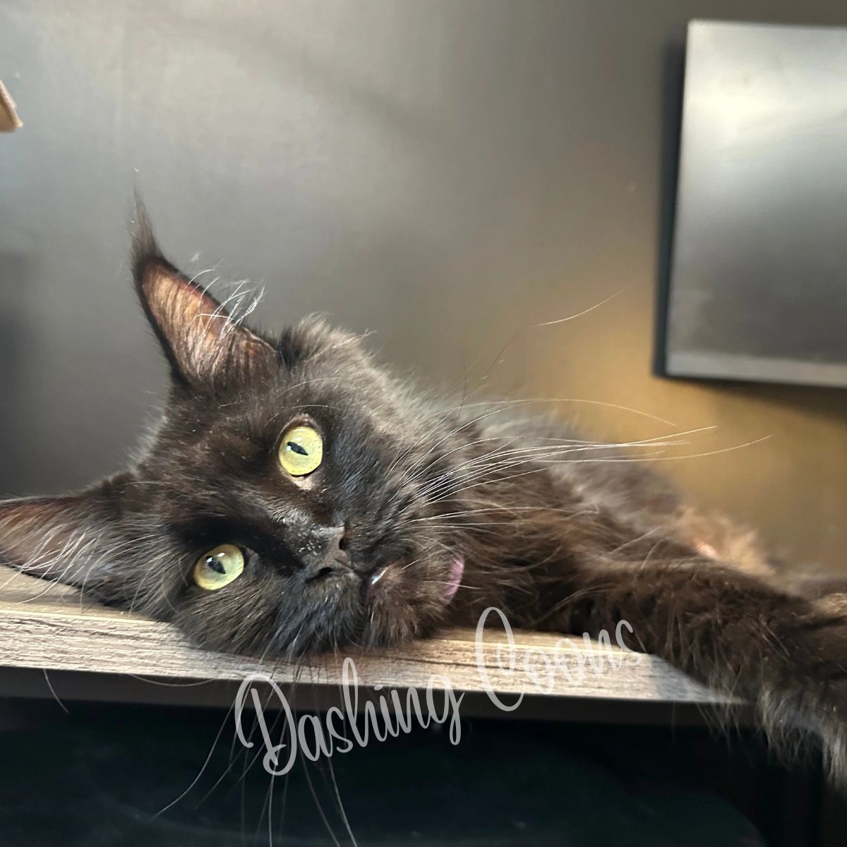 Galaxy Litter Maine Coon kitten – Dashing Coons cattery IL
