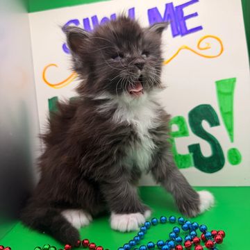 Maine Coon cat – Dashing Coons TICA-registered cattery Ballwin, Missouri