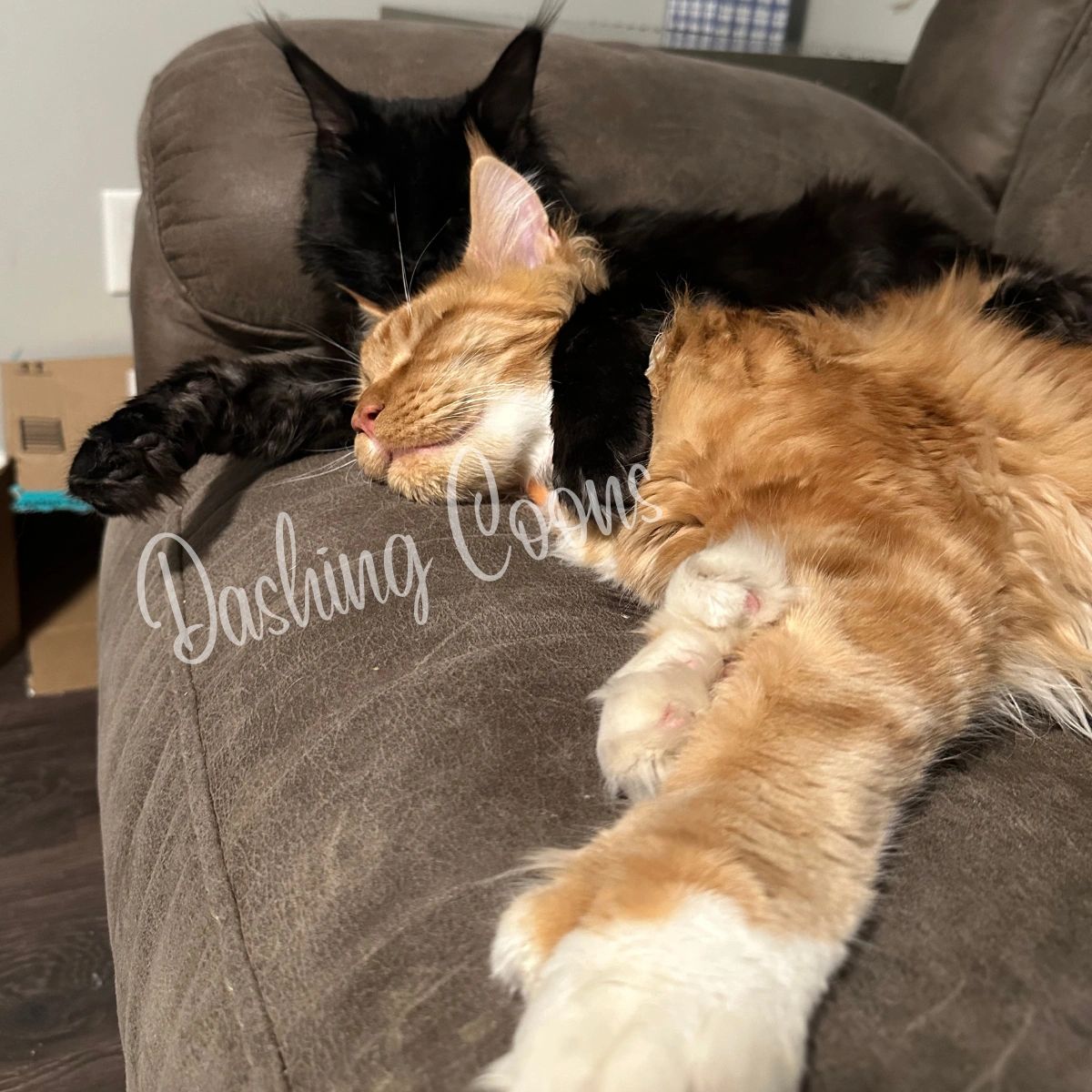 Galaxy Litter Maine Coon kitten portrait – Dashing Coons Ballwin, Missouri