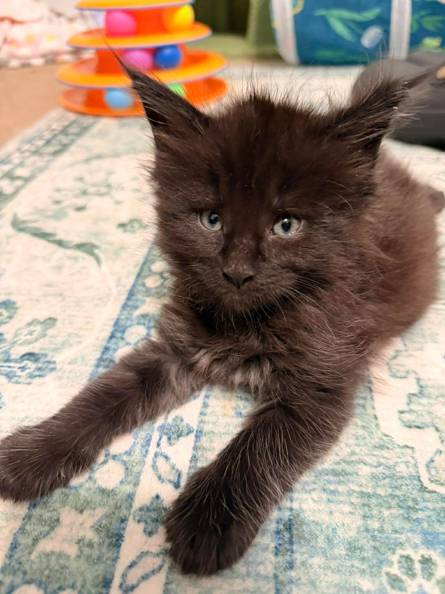 European Maine Coon cat at Dashing Coons, health-tested breeding program in Ballwin, Missouri