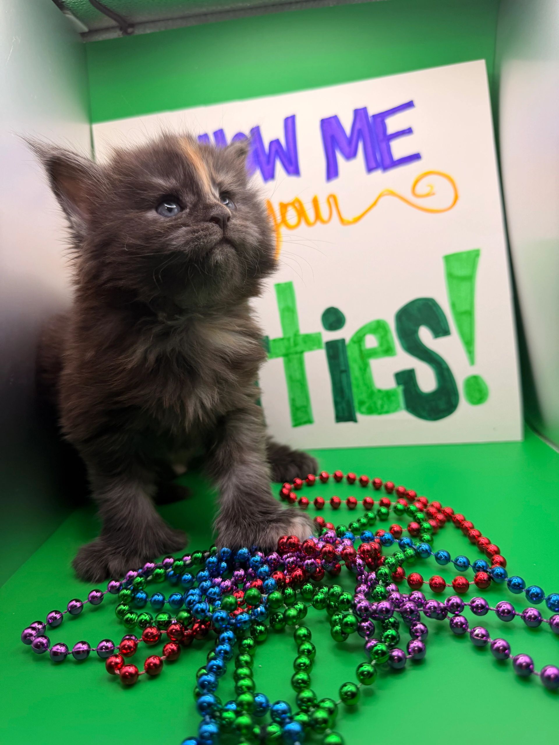 Maine Coon kitten with ear tufts – Dashing Coons cattery Ballwin, Missouri