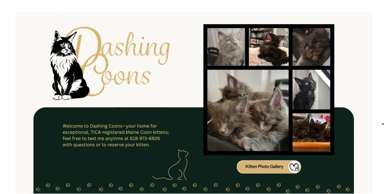 Maine Coon cat wide shot – Dashing Coons TICA-registered cattery Ballwin, Missouri