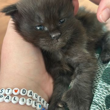 Maine Coon cat – Dashing Coons cattery Ballwin, Missouri breeder