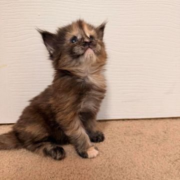 Maine Coon cat – Dashing Coons European smoke breeder Illinois