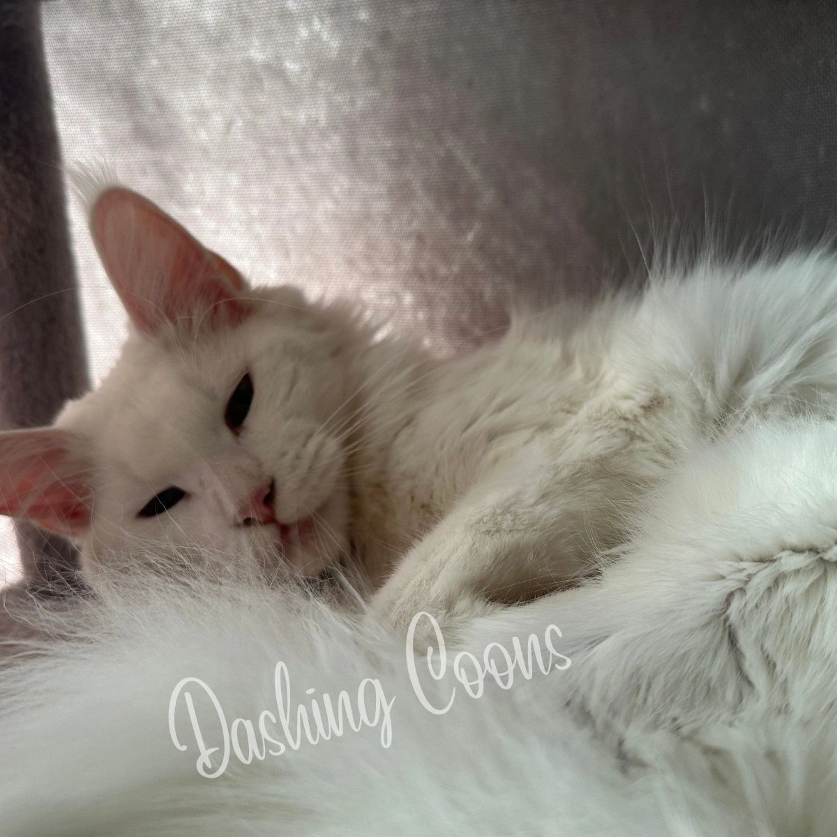Galaxy Litter Maine Coon kitten – Dashing Coons TICA-registered Ballwin, Missouri