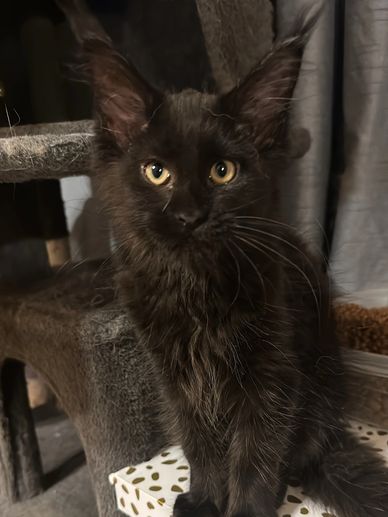 European Maine Coon full-length portrait – Dashing Coons Ballwin, Missouri