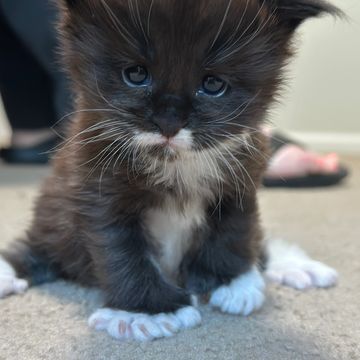 Maine Coon cat – Dashing Coons TICA-registered Ballwin, Missouri