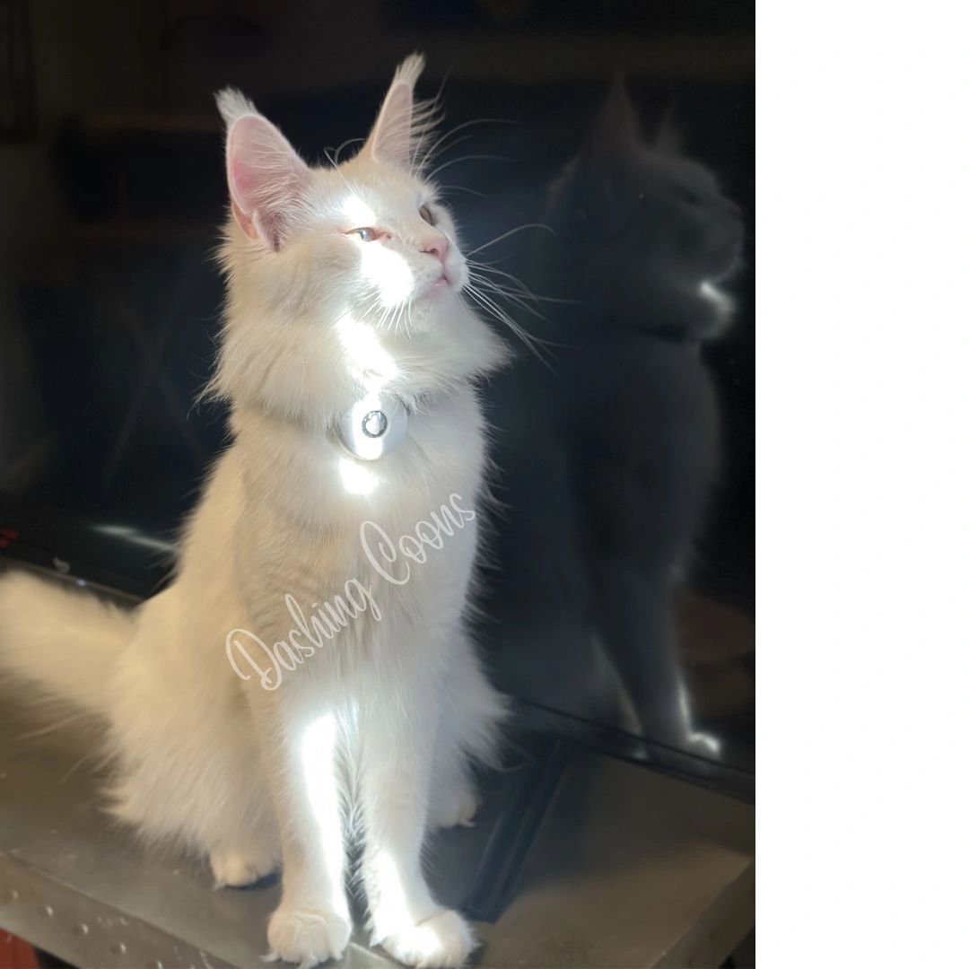 Athena – past Dashing Coons Maine Coon kitten Olympus Litter