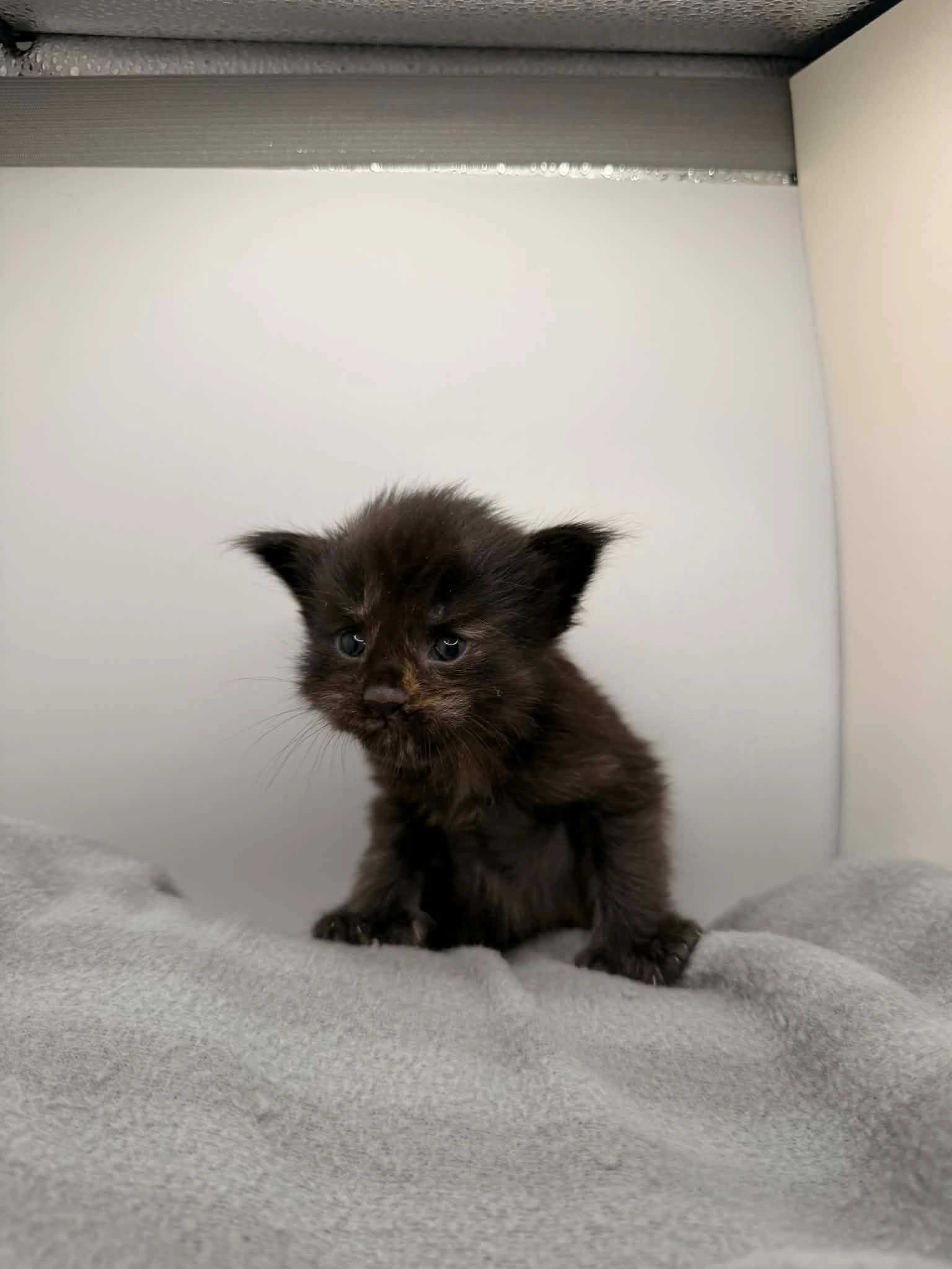 Billy Ray Cyrus – European Maine Coon stud at Dashing Coons Ballwin Missouri