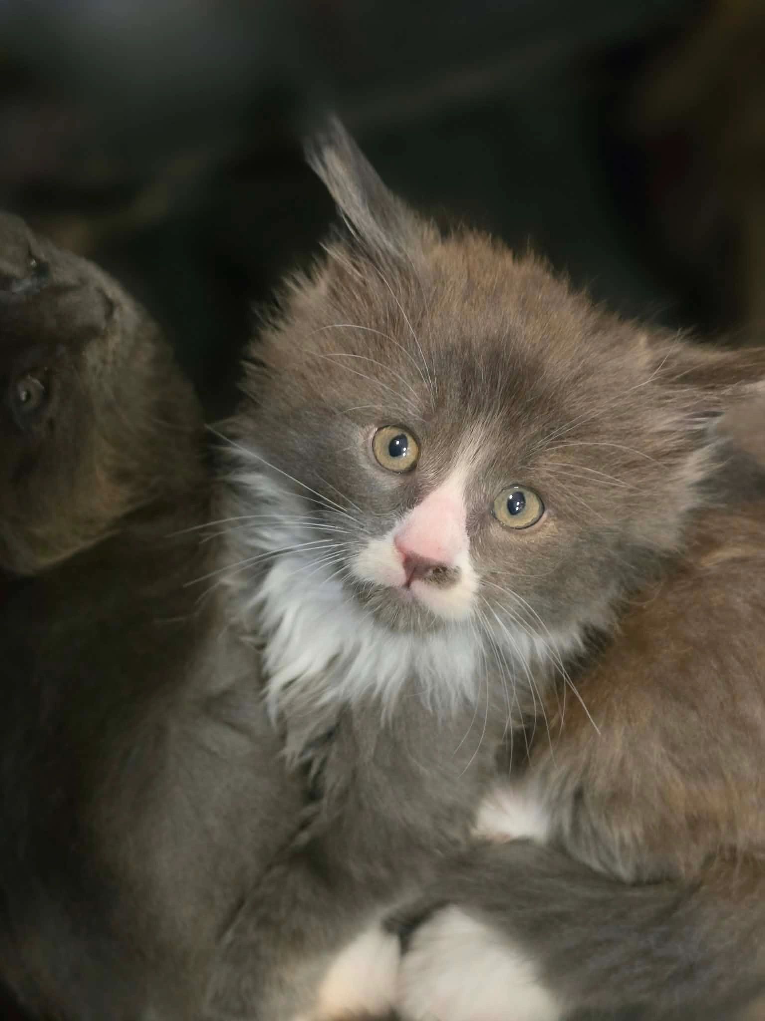 Gannicus – polydactyl Maine Coon at Dashing Coons