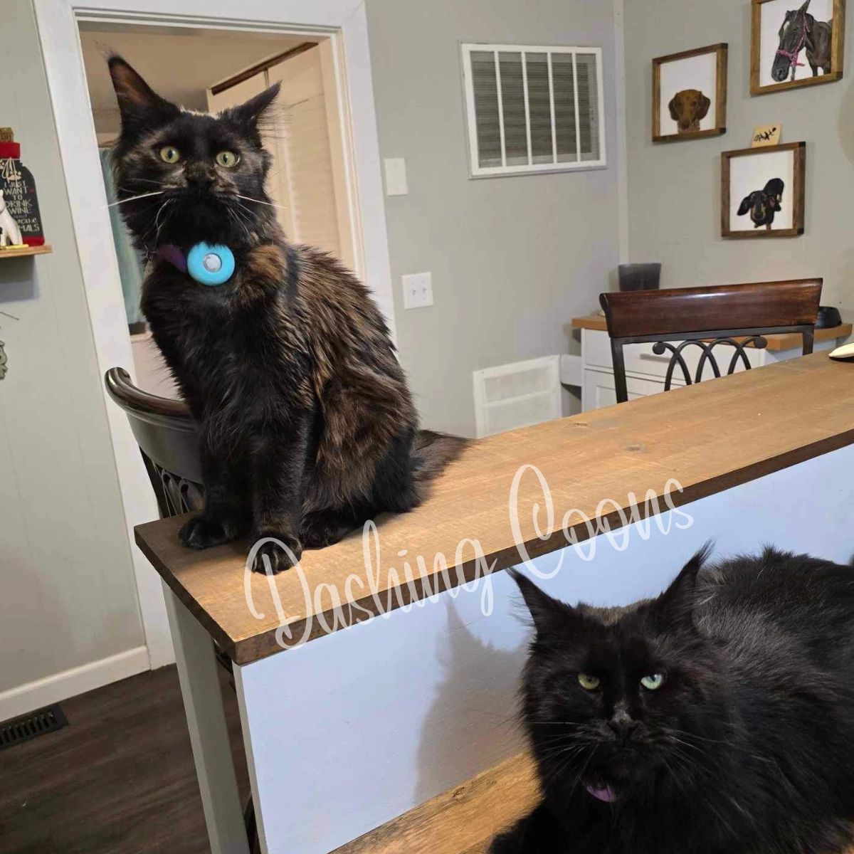 Galaxy Litter Maine Coon kitten – Dashing Coons Ballwin, Missouri breeder