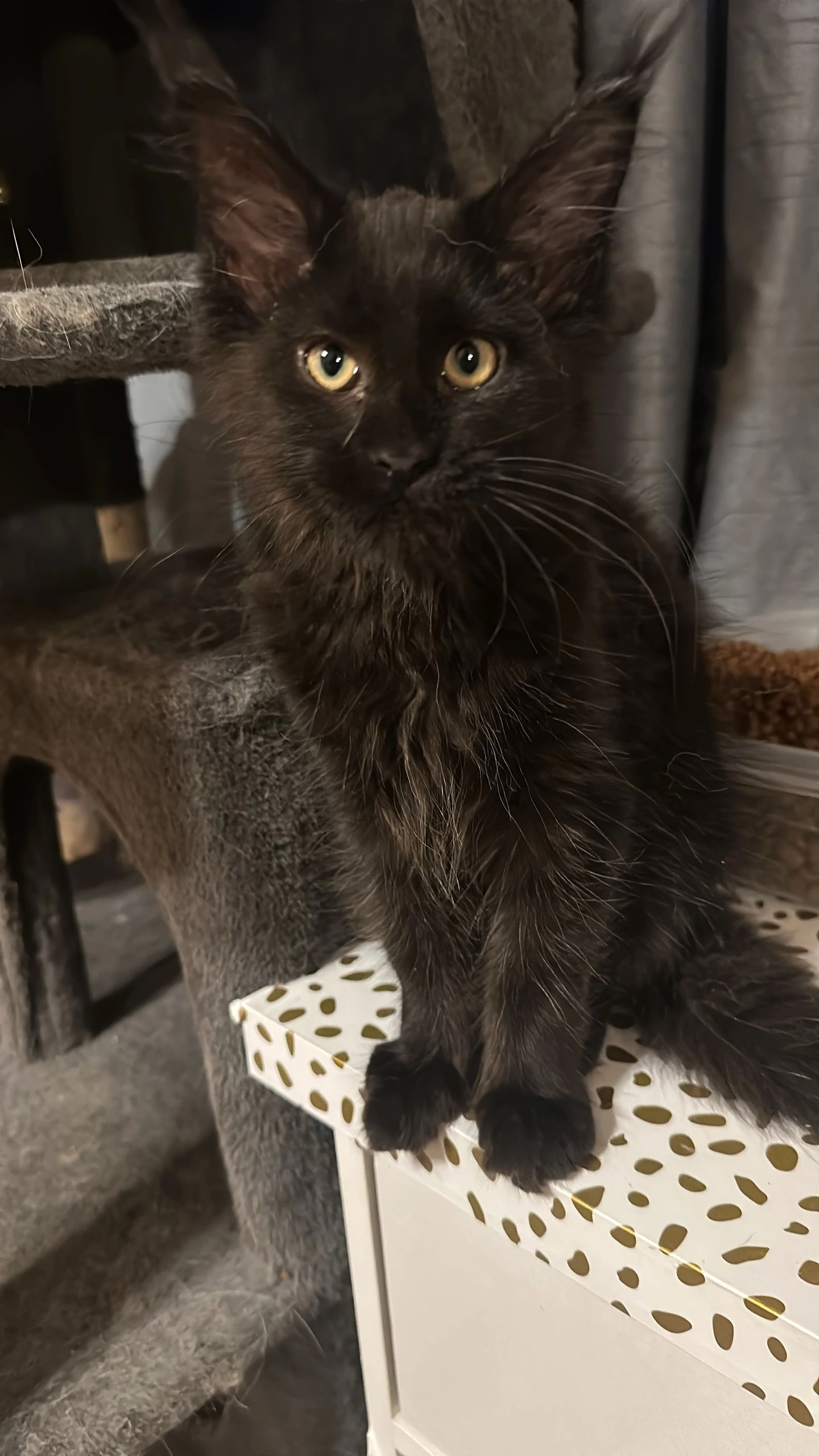 Fluffy Maine Coon kitten – Dashing Coons European smoke breeder IL