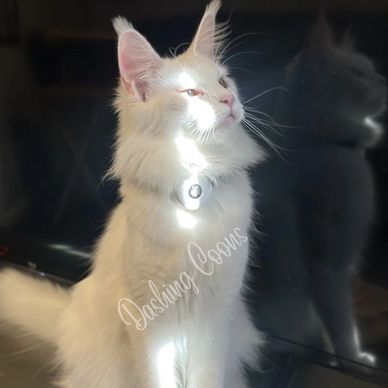 European Maine Coon breeding cat – Dashing Coons TICA-registered Ballwin, Missouri