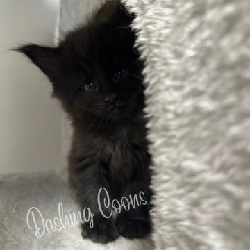 Maine Coon cat – Dashing Coons Ballwin, Missouri cattery
