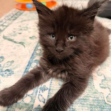 Maine Coon cats playing – Dashing Coons cattery Ballwin, Missouri