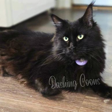 Maine Coon breeding cat portrait – Dashing Coons cattery Ballwin, Missouri