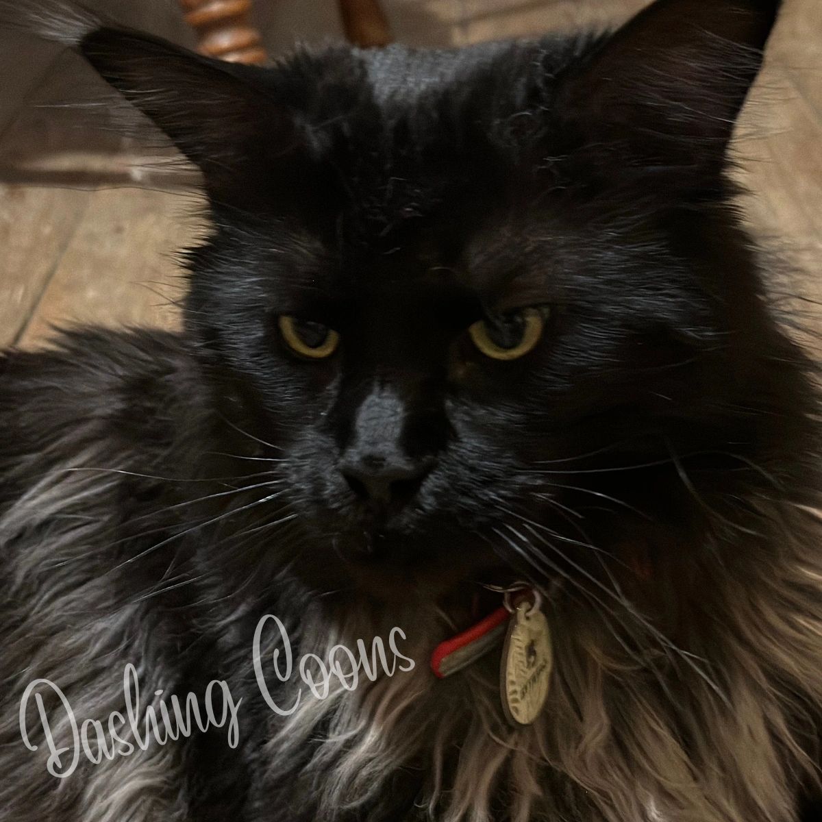 Galaxy Litter polydactyl Maine Coon – Dashing Coons TICA-registered cattery