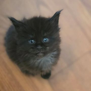 Maine Coon cat – Dashing Coons TICA-registered cattery Ballwin, Missouri