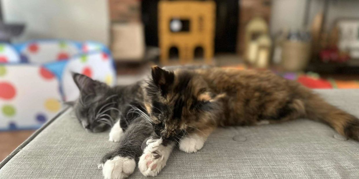 Spartacus – past Dashing Coons Maine Coon kitten Roman Litter
