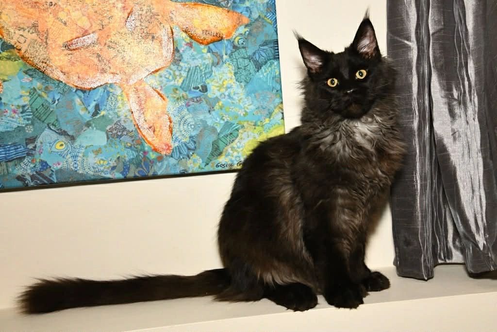 Maine Coon stud – Dashing Coons TICA-registered cattery