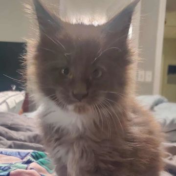 Maine Coon cat at Dashing Coons – European smoke lines Illinois
