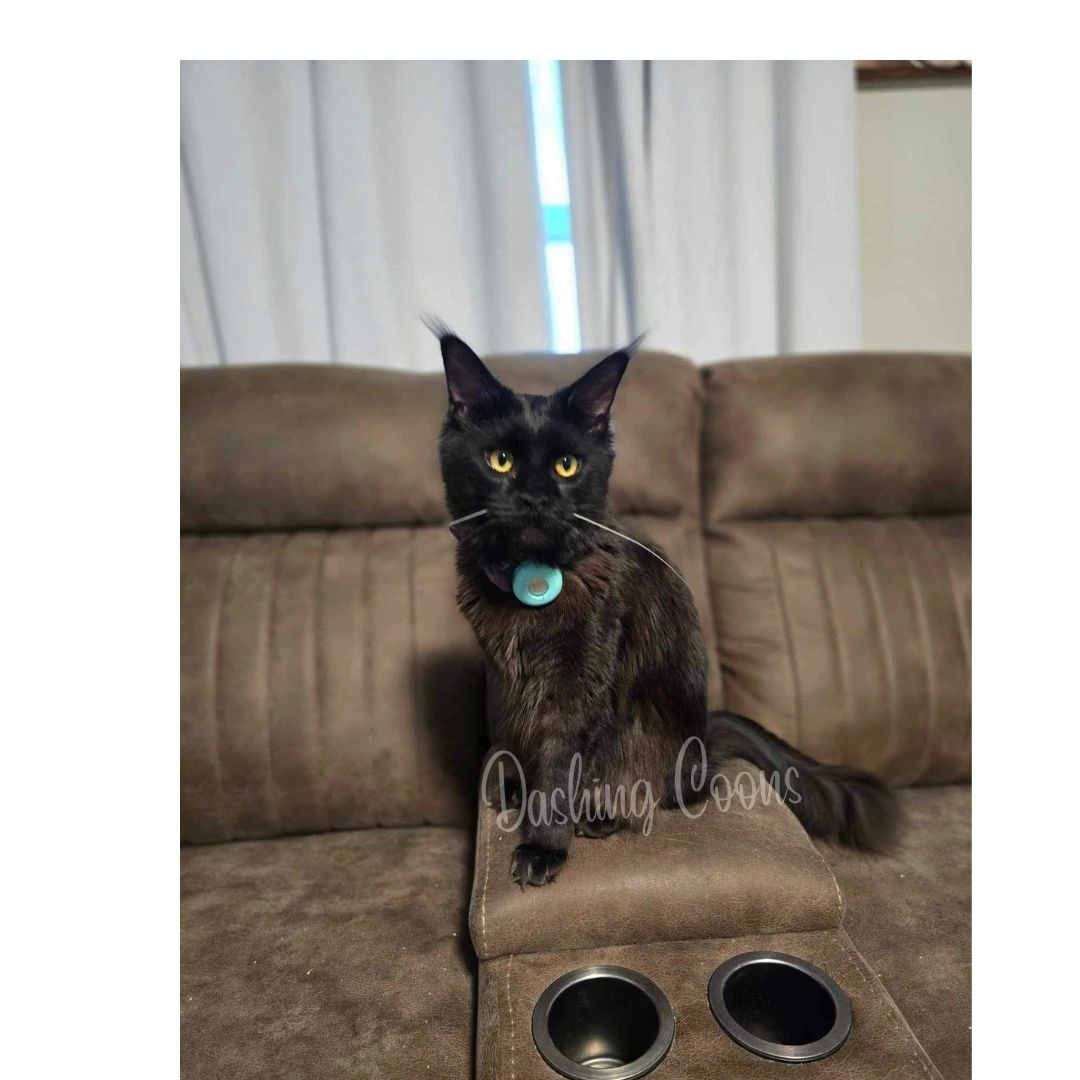 Apollo – past Dashing Coons Maine Coon kitten Olympus Litter