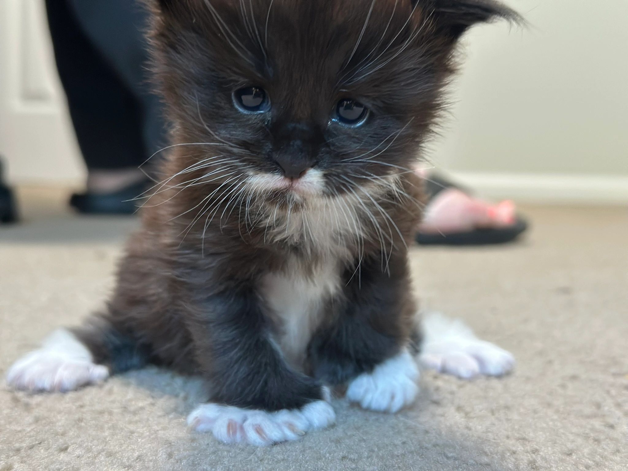 Dashing Coons Maine Coon kitten – polydactyl European breeder Illinois