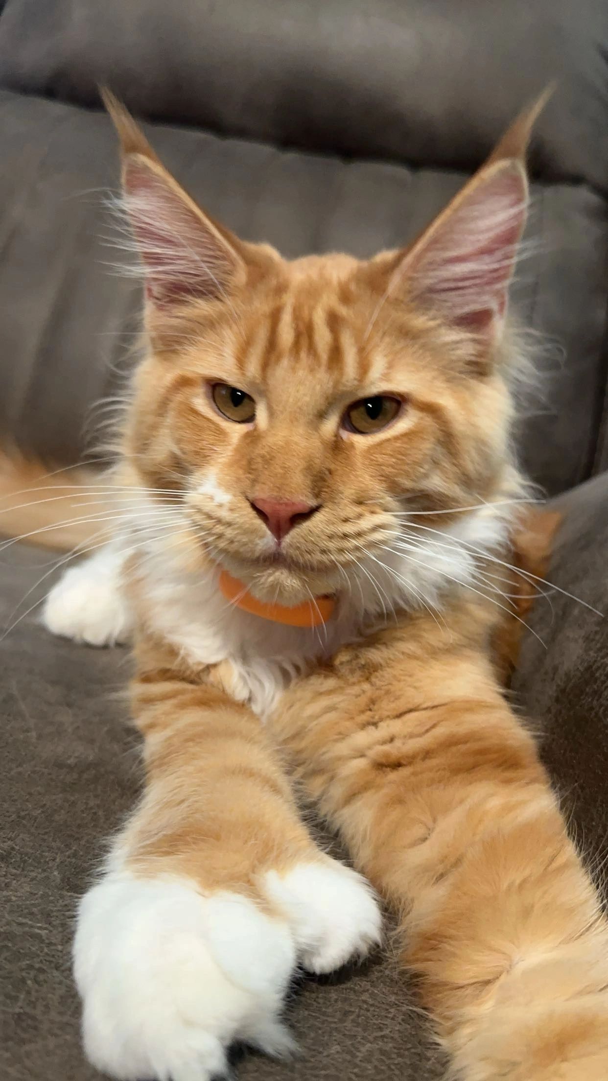 European Maine Coon kitten – black smoke Dashing Coons Ballwin, Missouri