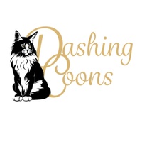 Maine Coon cat – Dashing Coons cattery Ballwin, Missouri