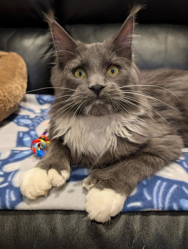 Frank Sinatra – black smoke Maine Coon at Dashing Coons