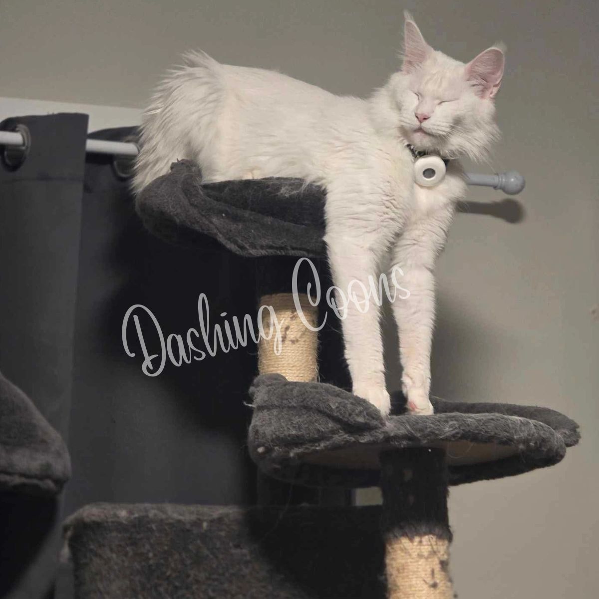 Galaxy Litter blue smoke Maine Coon kitten – Dashing Coons Ballwin, Missouri