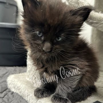 Maine Coon cat – Dashing Coons TICA-registered cattery Ballwin, Missouri
