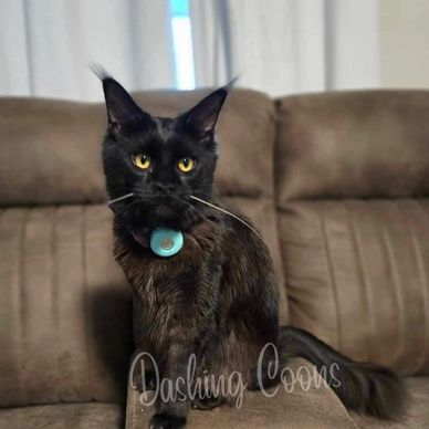 Maine Coon cat portrait – Dashing Coons cattery Ballwin, Missouri