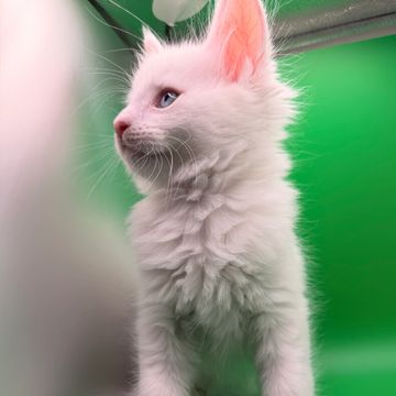 Maine Coon cat – Dashing Coons European breeder Illinois