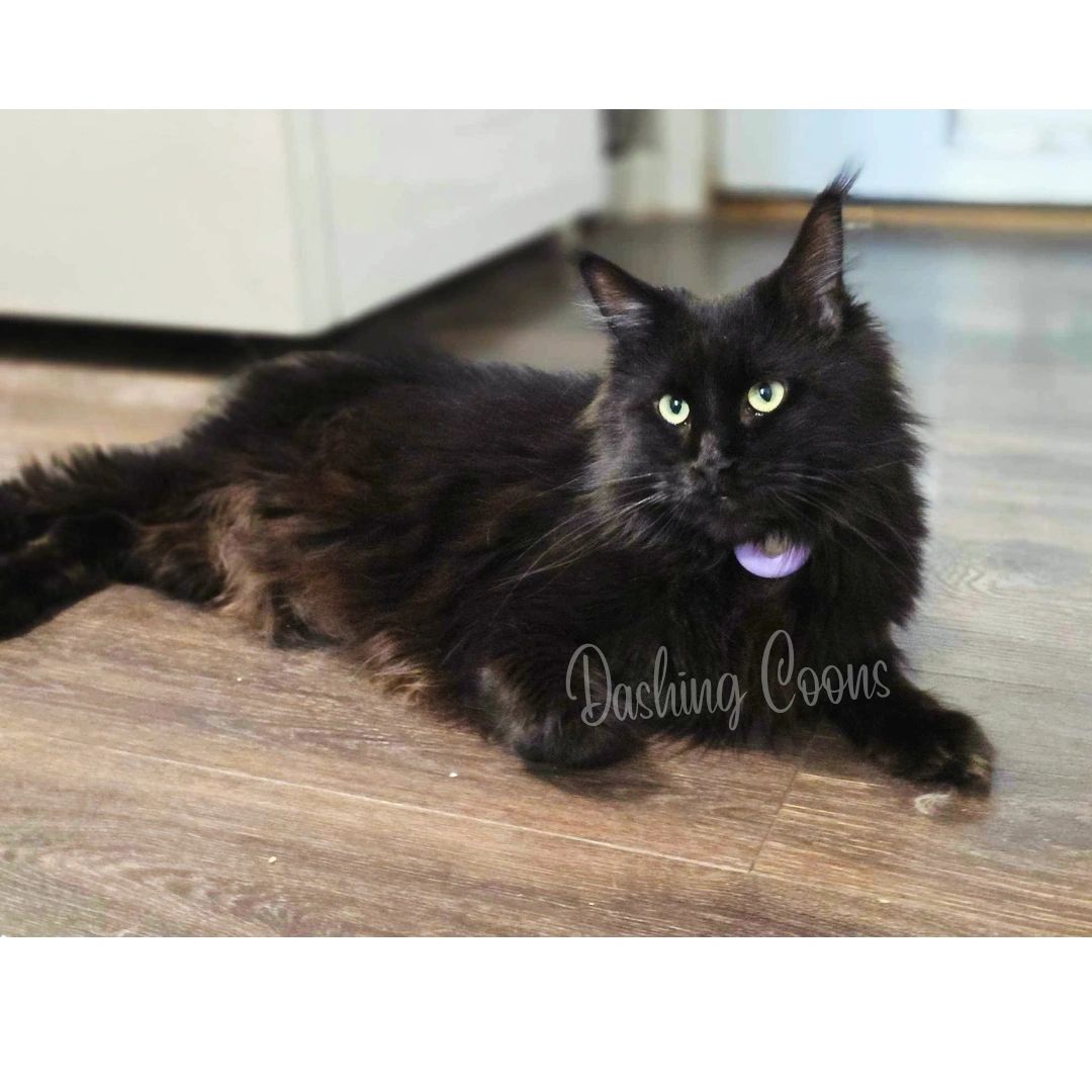 Zeus – past Dashing Coons Maine Coon kitten Olympus Litter