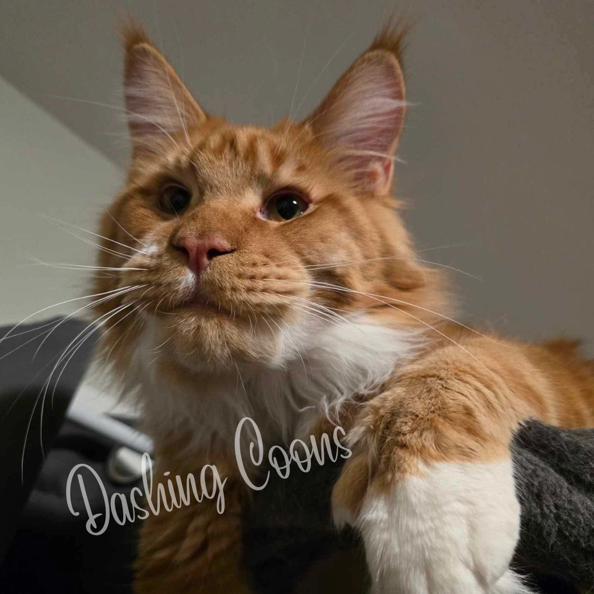 Galaxy Litter Maine Coon kitten – Dashing Coons European breeder IL