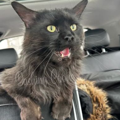Maine Coon breeding cat – Dashing Coons Ballwin, Missouri TICA cattery
