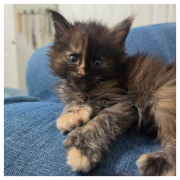 Polydactyl Maine Coon kitten – Dashing Coons Ballwin, Missouri cattery