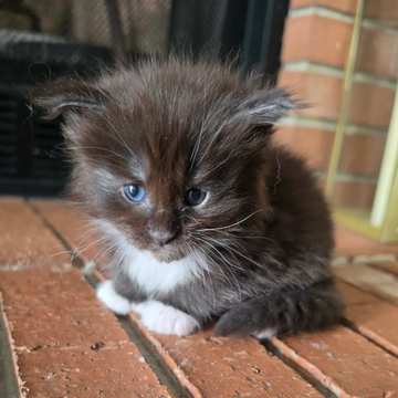 Tigris – past Dashing Coons Maine Coon kitten Roman Litter