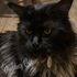 Maine Coon cat – Dashing Coons European breeder Illinois