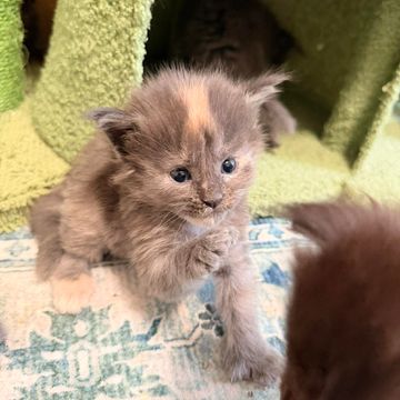 Maine Coon cat at Dashing Coons – Ballwin, Missouri cattery