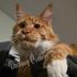 Maine Coon cat – Dashing Coons European breeder Illinois
