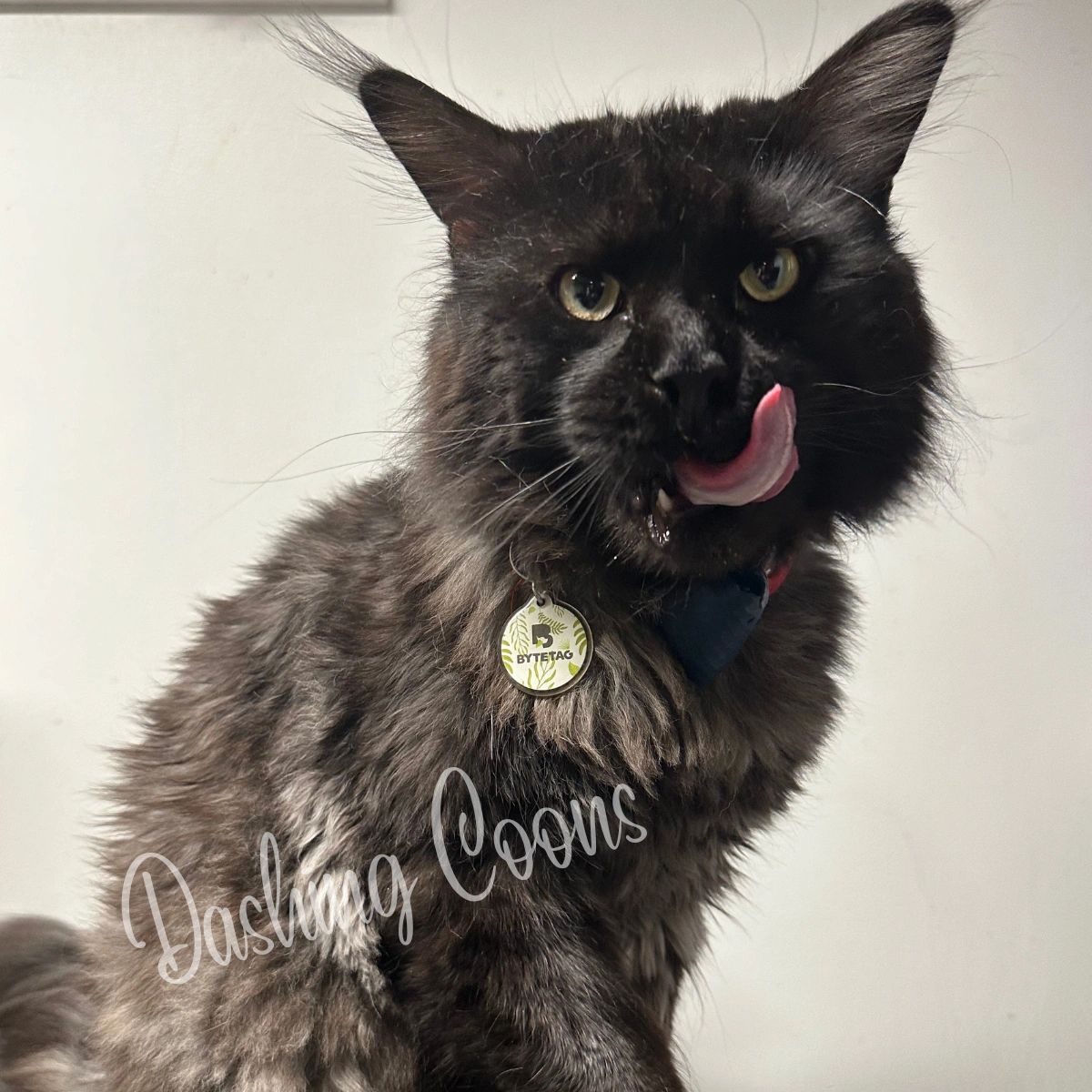 Galaxy Litter Maine Coon kitten – Dashing Coons European smoke Ballwin, Missouri