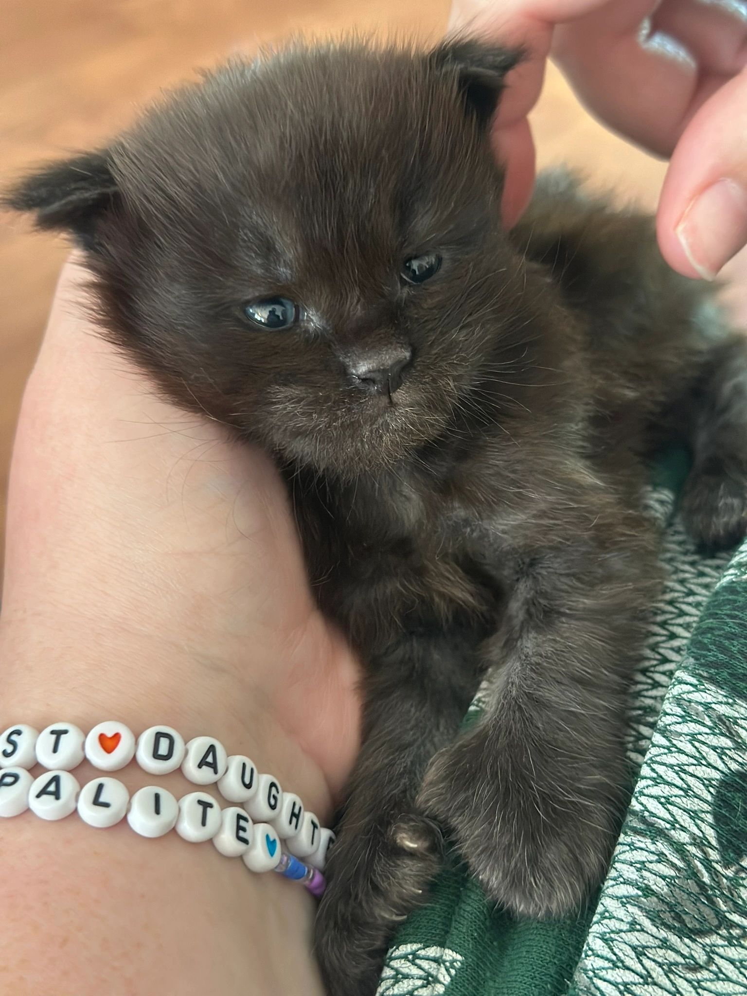 Maine Coon kitten – European smoke lines Dashing Coons Ballwin, Missouri