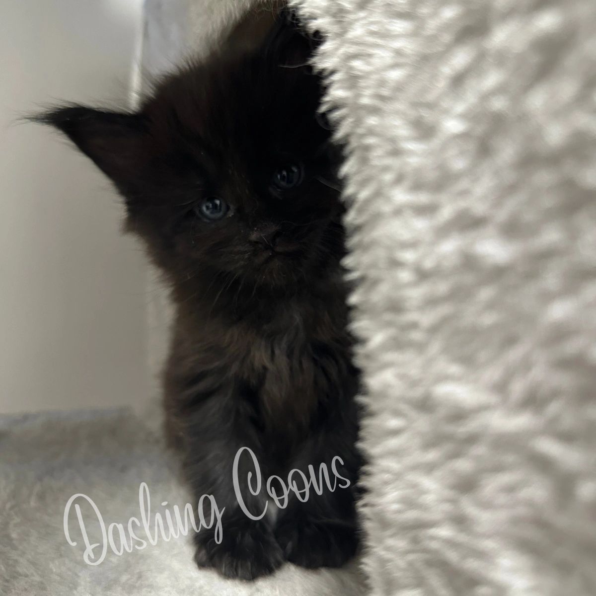 Galaxy Litter Maine Coon kitten – Dashing Coons European smoke lines