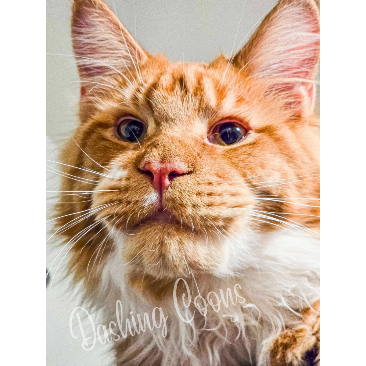 Galaxy Litter Maine Coon kitten – Dashing Coons cattery Ballwin, Missouri