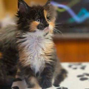 Maine Coon at Dashing Coons – European breeder Ballwin, Missouri