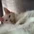 Maine Coon cat – Dashing Coons TICA-registered cattery Ballwin, Missouri